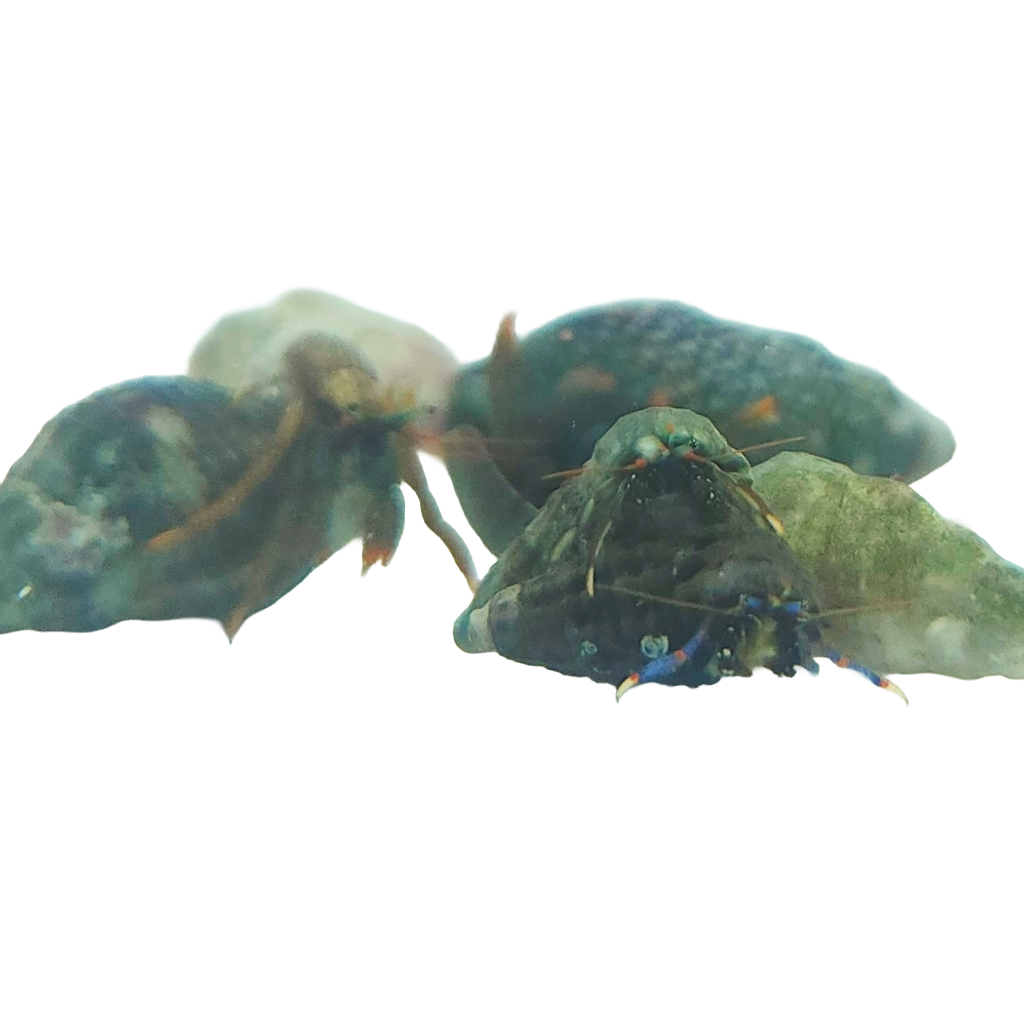 Hermit Crab - Assorted