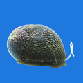 Marine Nerite
