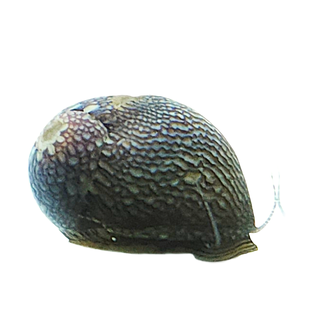 Marine Nerite