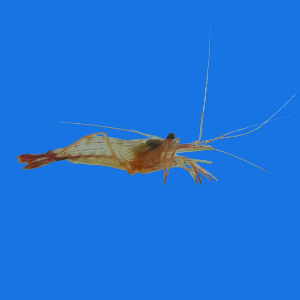 Peppermint Shrimp