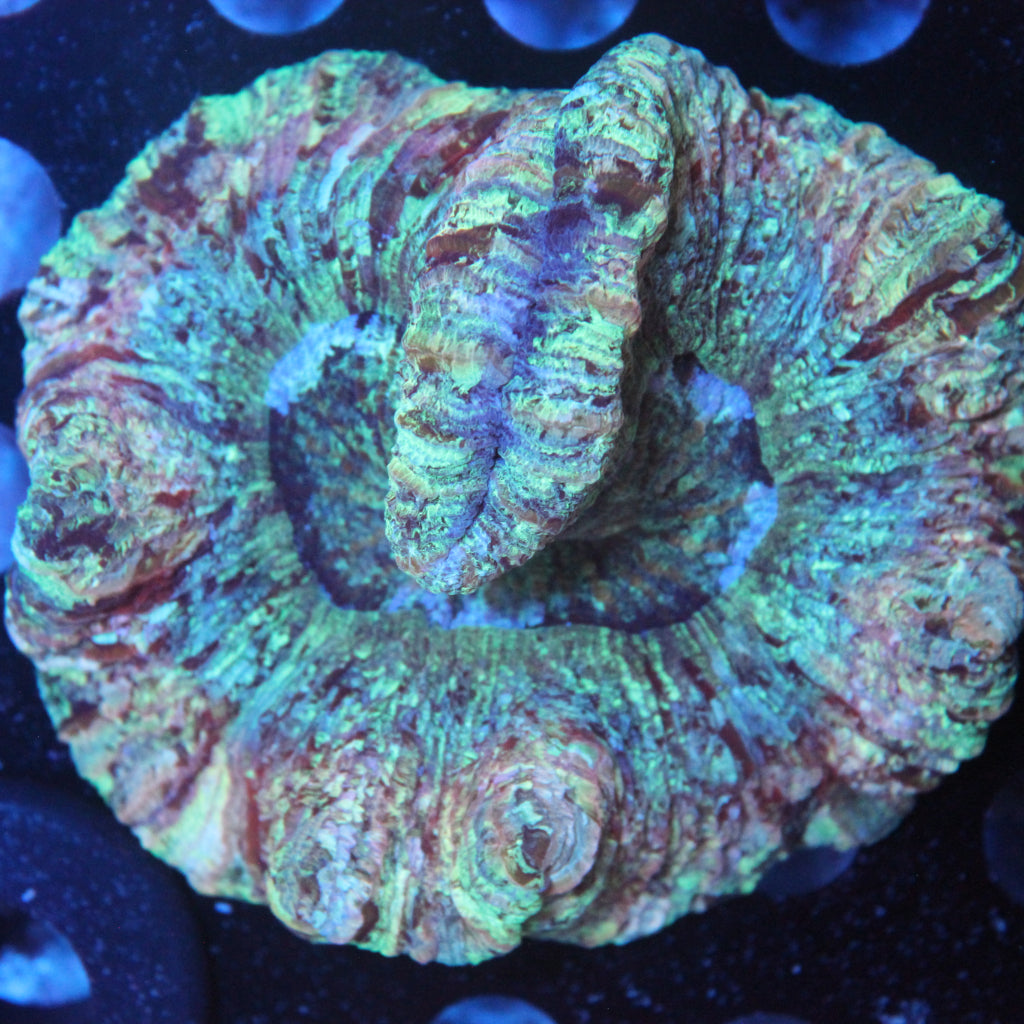WYSIWYG REAW50 - "Marbled" Trachyphyllia