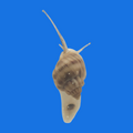 Nassarius Snails