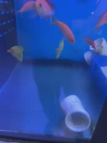 Tang Yellow- Captive - Small