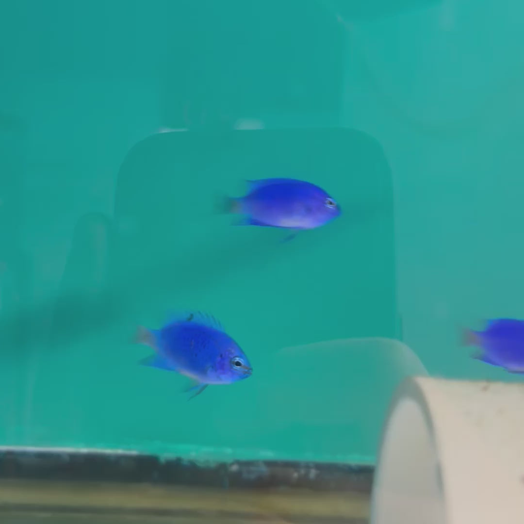 Blue Sapphire Damsel