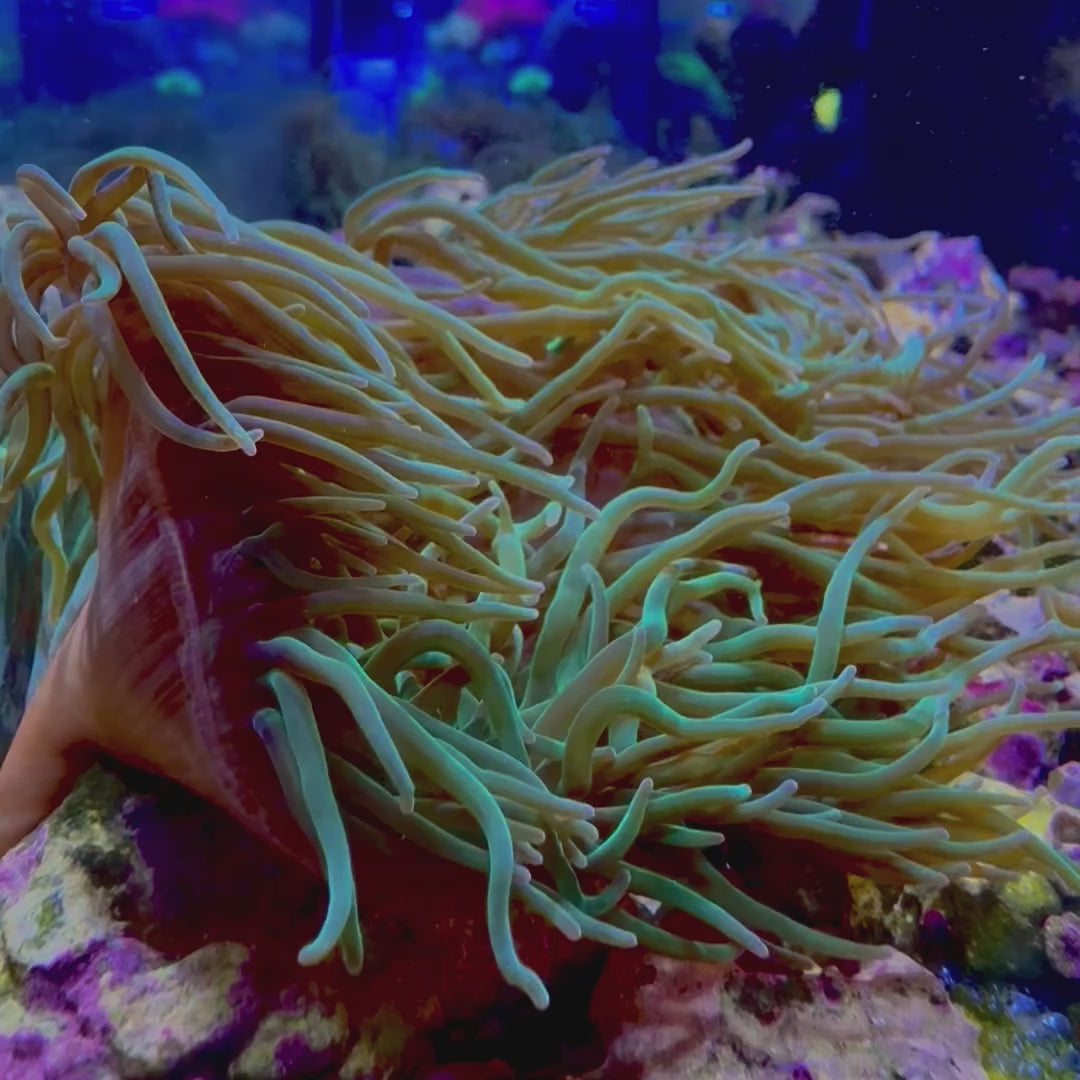 Green Anemone Captive Raised BTA – Reef eScape