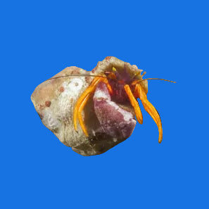 Polkadot Hermit Crab