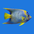 Queen Angelfish - Large