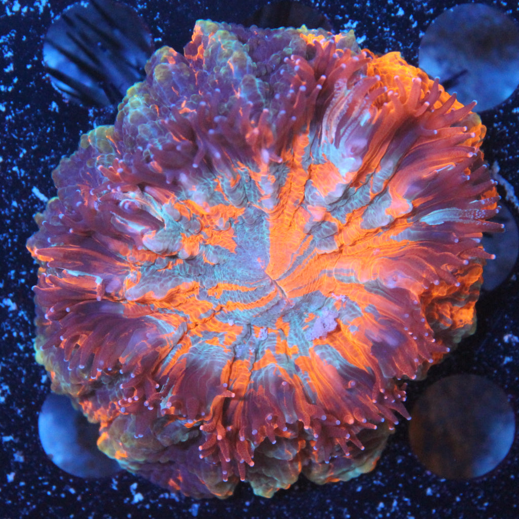 WYSIWYG Coral REAW54 - "Rainbow" Acanthophyllia