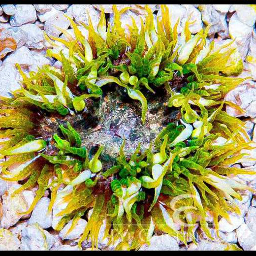 Rock Anemone- Green