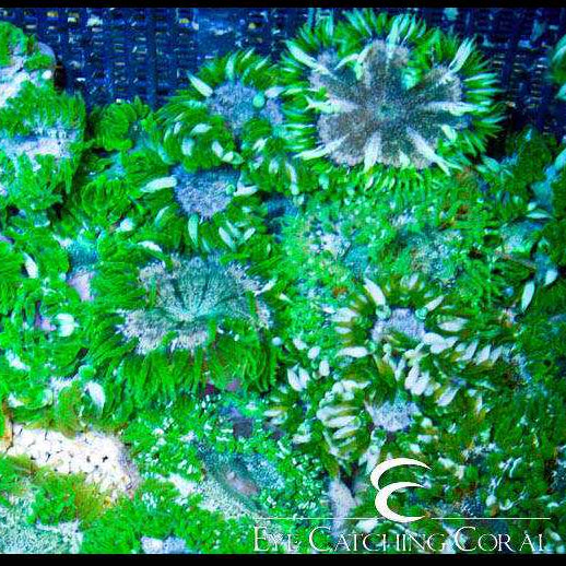Rock Anemone- Green
