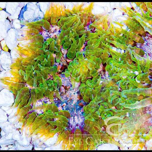Rock Anemone- Green