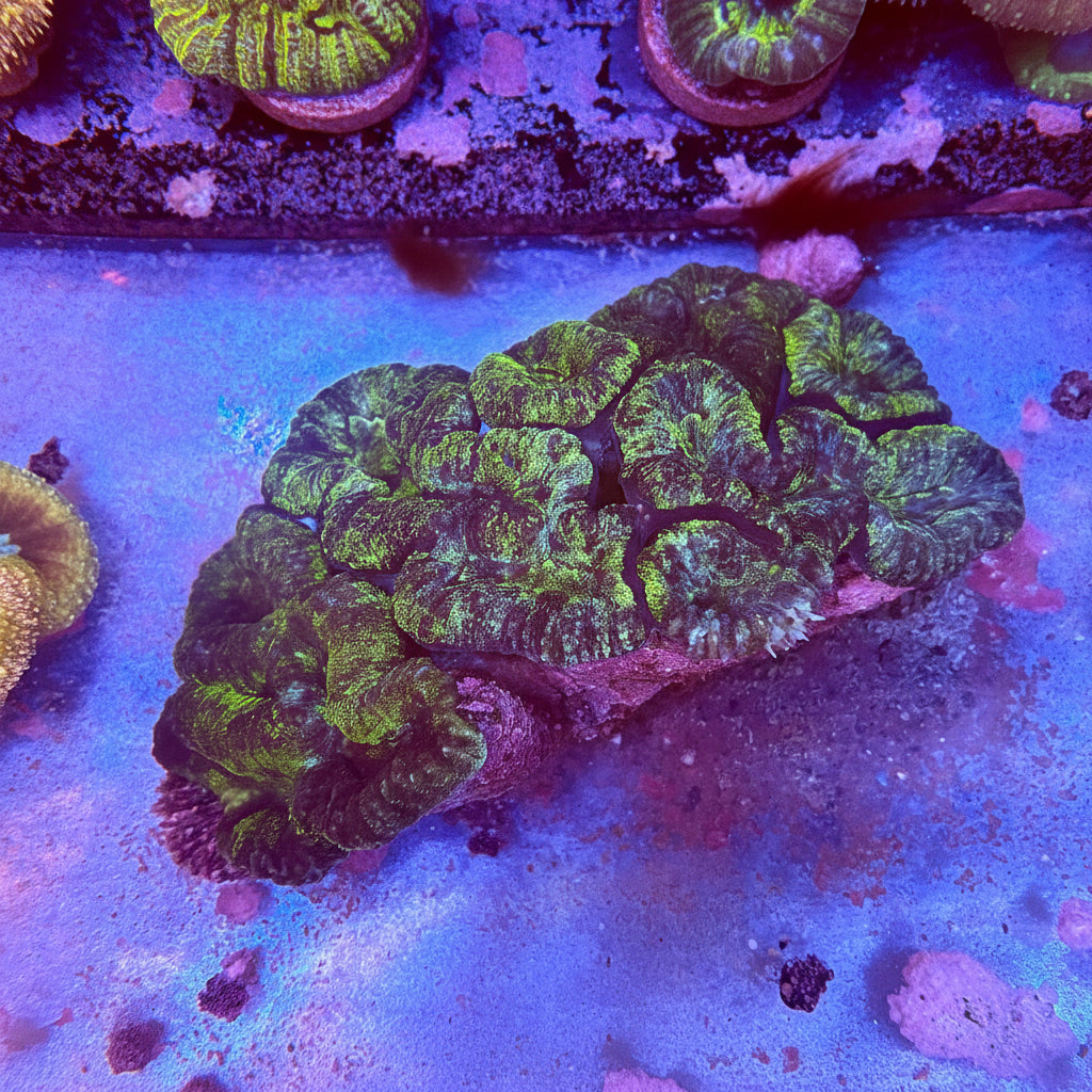 Show Sized Lobophylia WYSIWYG REAW51