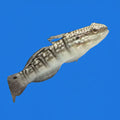 Banded Sleeper Goby - 17+ Day Quarantined Fish