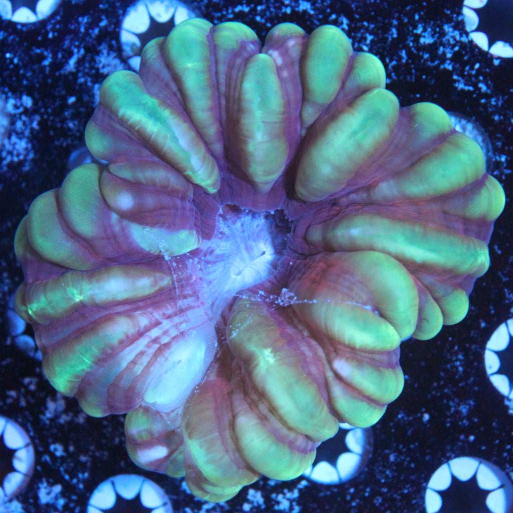 WYSIWYG Coral REAW55 - "Spyro" Cynarina