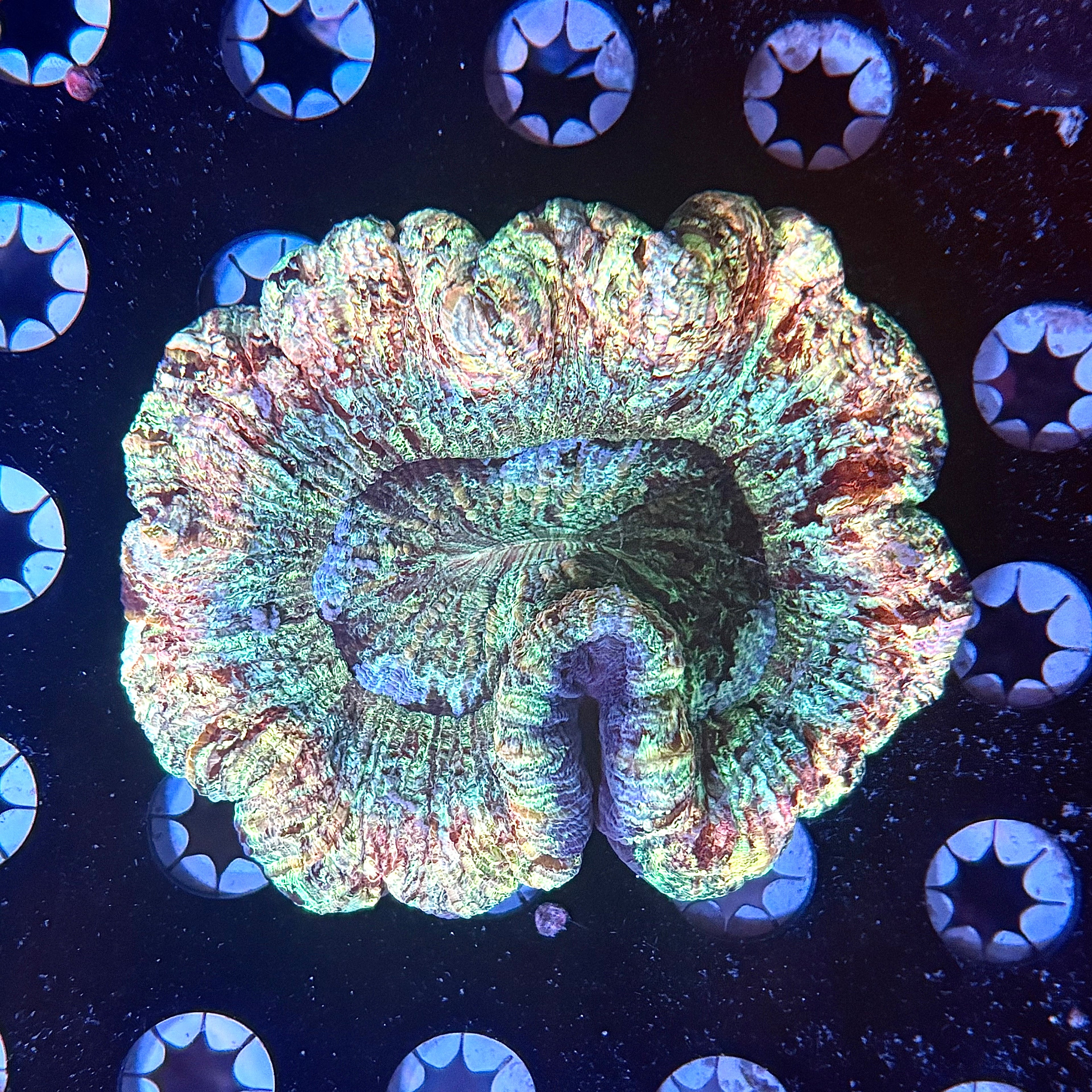 Trachyophylia WYSIWYG REAW50