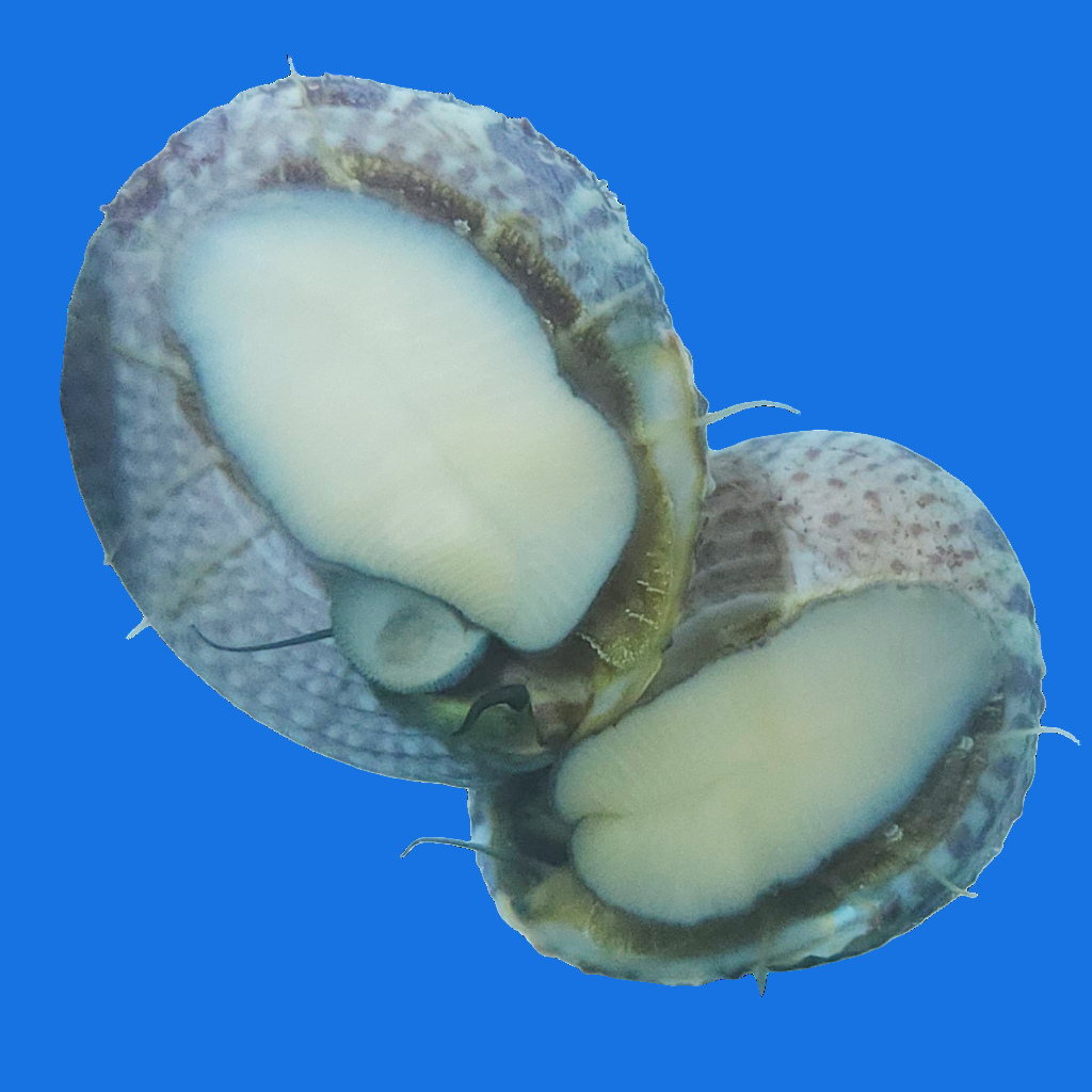 Two trochus snails with their feet suctioned to the glass.