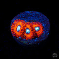 WWC Charmanderz Zoanthids