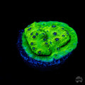 WWC Leapfrog Cyphastrea