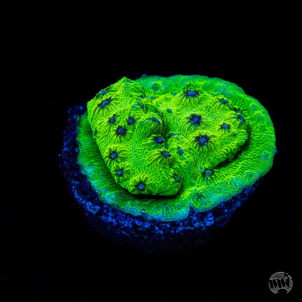 WWC Leapfrog Cyphastrea