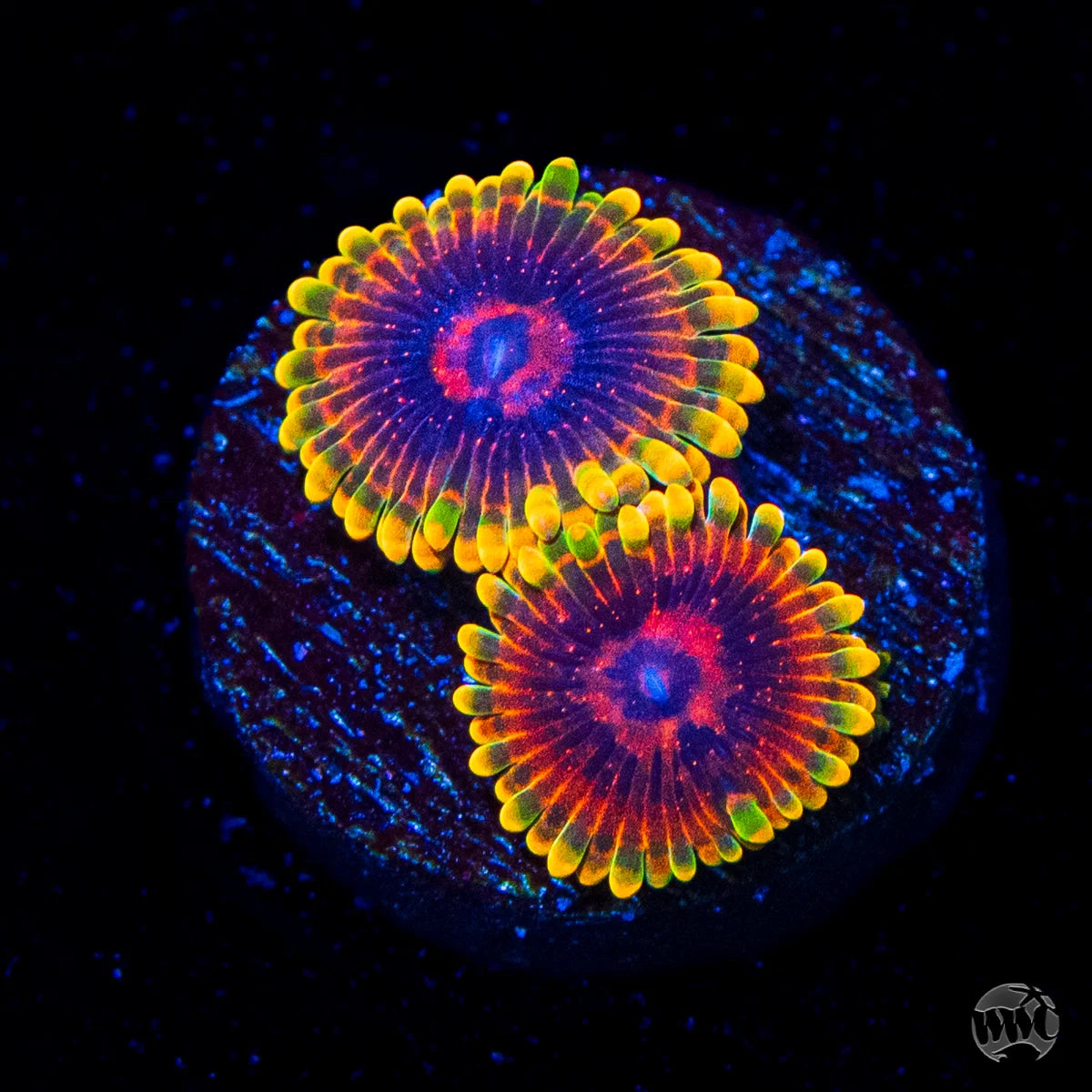 WWC Mind Trick Zoanthids
