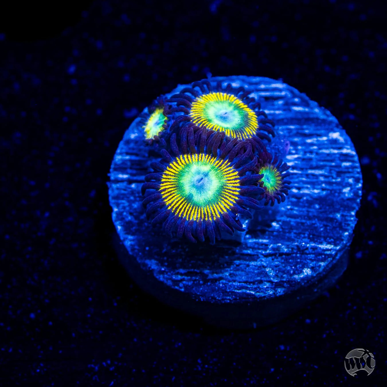 WWC Saltwater Taffee Zoanthid