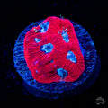WWC Silver Fox Favites Coral