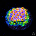 WWC Skittles Bomb Cyphastrea Coral