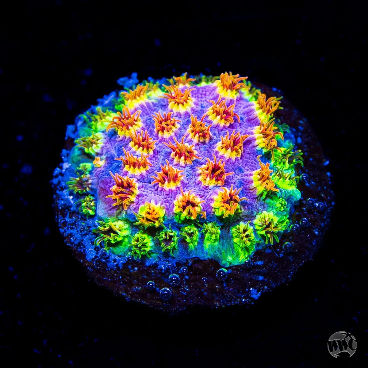 WWC Skittles Bomb Cyphastrea Coral