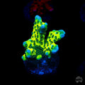 WWC Slimeball Spongodes Montipora