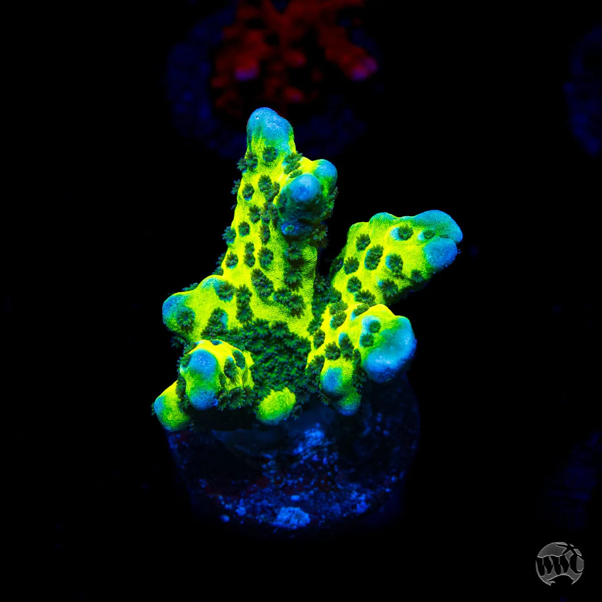 WWC Slimeball Spongodes Montipora