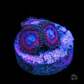 WWC Space Queen Zoanthids