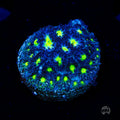 WWC Spooky Leptastrea Coral