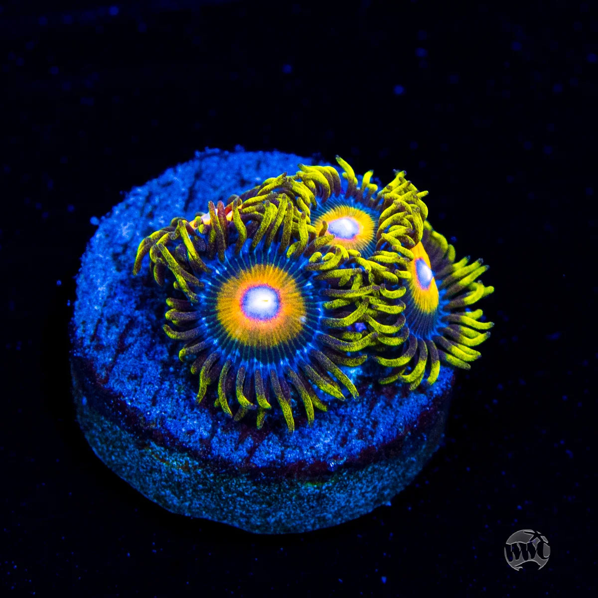 WWC Super Saiyan Zoanthids