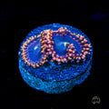 WWC Ultimate Chaos Zoanthid