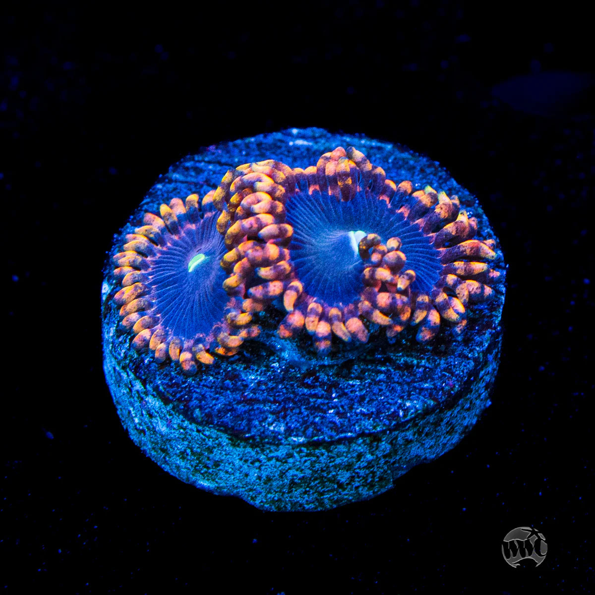 WWC Ultimate Chaos Zoanthid