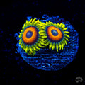 WWC Wildflower Zoanthids
