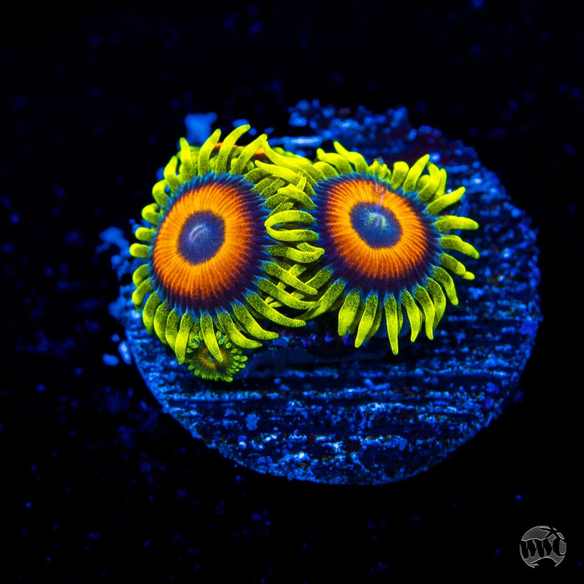 WWC Wildflower Zoanthids