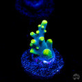WWC Yodaz Acropora