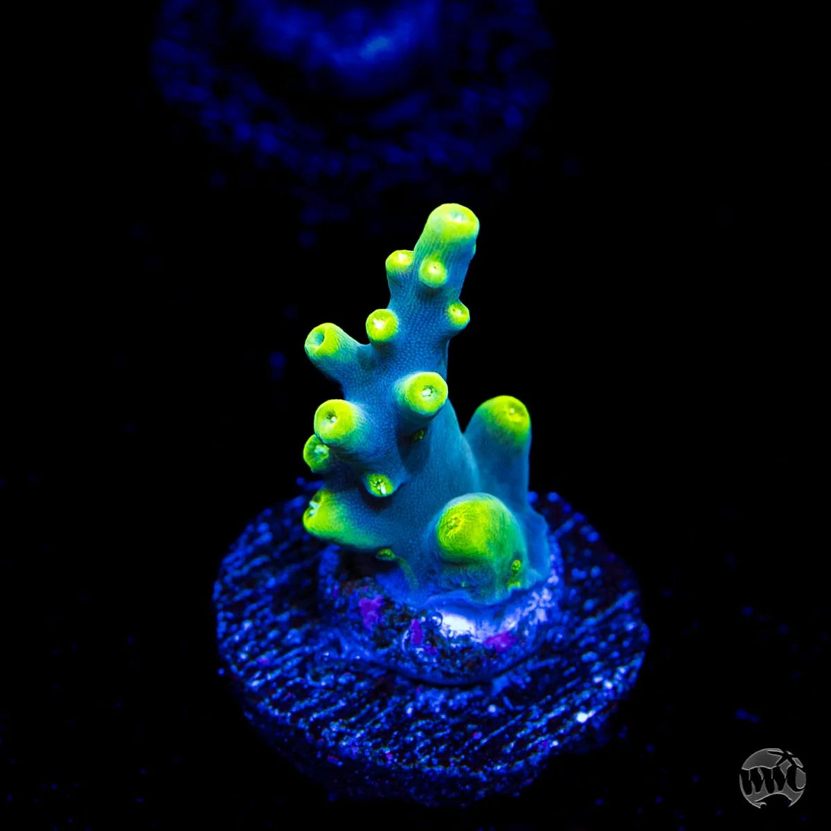 WWC Yodaz Acropora
