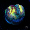 WWC Diversity Favia